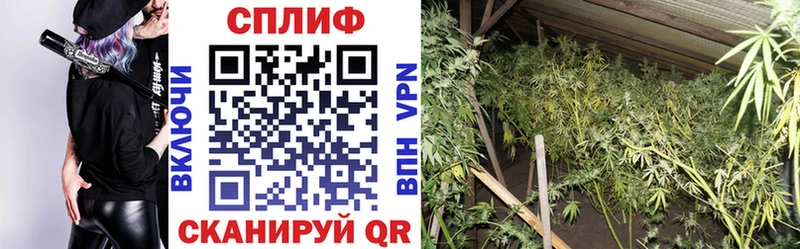 Каннабис семена Волгоград